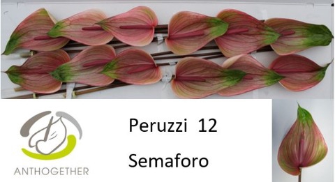 <h4>Anthurium Peruzzi</h4>