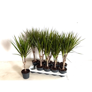 DRA MARGINATA