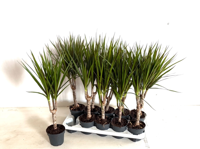 <h4>DRA MARGINATA</h4>
