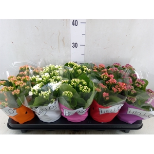 Kalanchoe blos.   ..rosebud rs fl 5