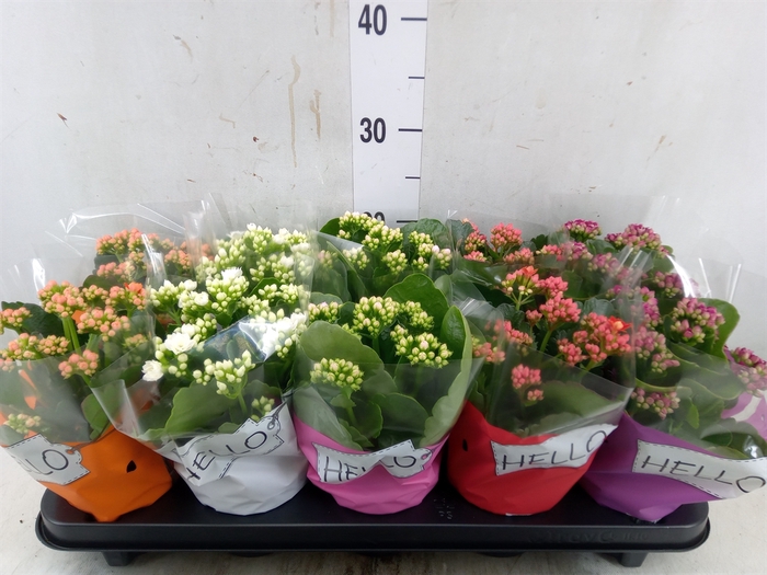 <h4>Kalanchoe blos.   ..rosebud rs fl 5</h4>