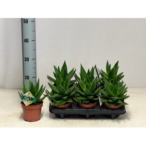 ALOE PERFOLIATA