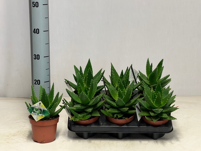 <h4>ALOE PERFOLIATA</h4>