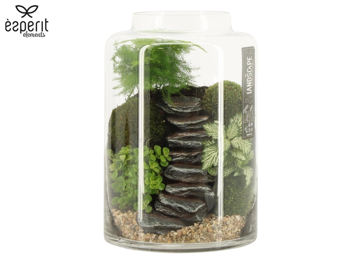 <h4>90632: Landscape arrangement</h4>