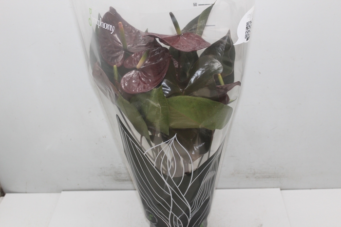 <h4>ANTHURIUM GIANT CHOCOLATE P17</h4>