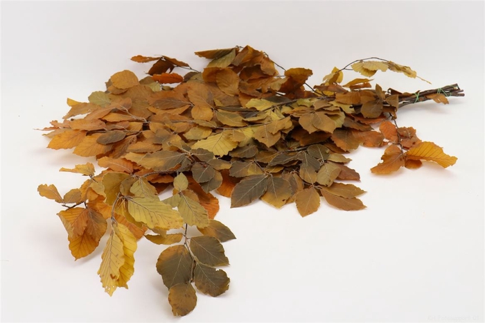 <h4>Bunch Fagus Preserved 150g L80</h4>