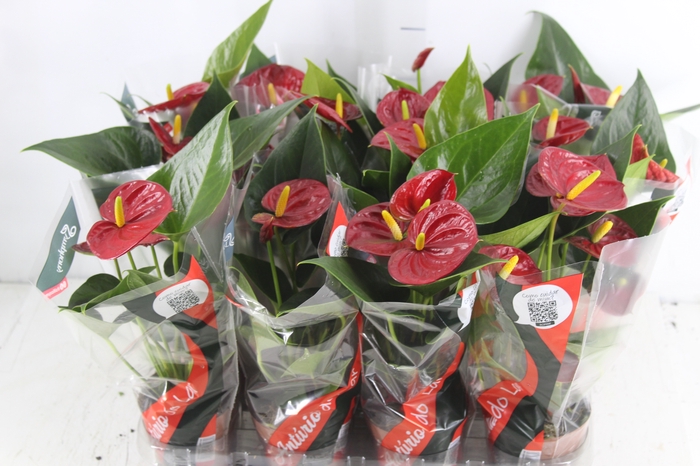 <h4>ANTHURIUM RED SUCCESS P09</h4>