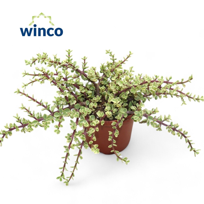<h4>Crassula Afra Variegata</h4>