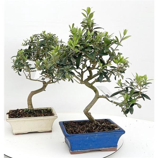 <h4>Olea europaea, pot 20 cm.</h4>