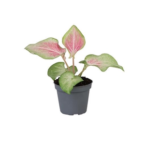 CALADIUM BICOLOR-HYBRID P6 MAC