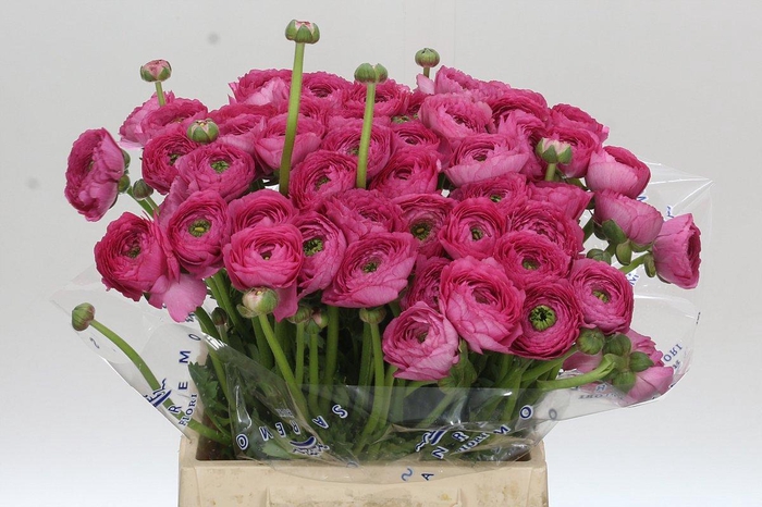 <h4>Ranunculus Clooney Bolero Extra</h4>