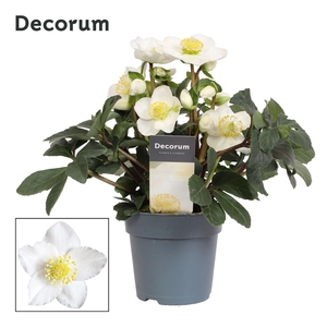 Helleborus Christmas Carol Decorum met etiket (XL)