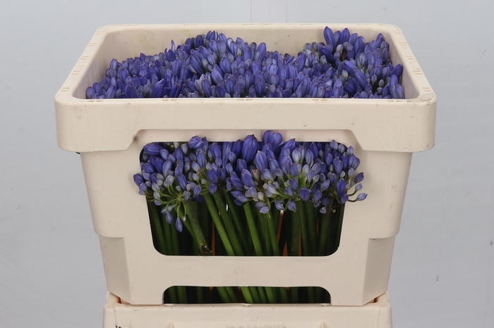 <h4>Agapanthus EYFORI Blue</h4>