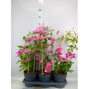 Clematis  'Garland'   ...