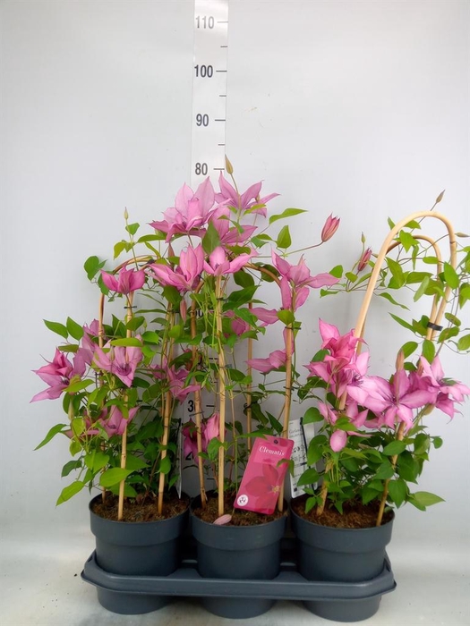 <h4>Clematis  'Garland'   ...</h4>