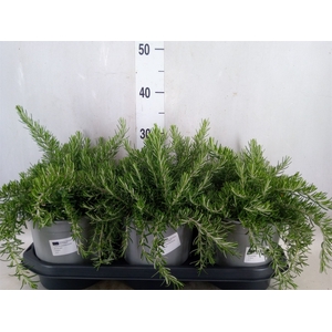 Rosmarinus officinalis 'Prostratus'