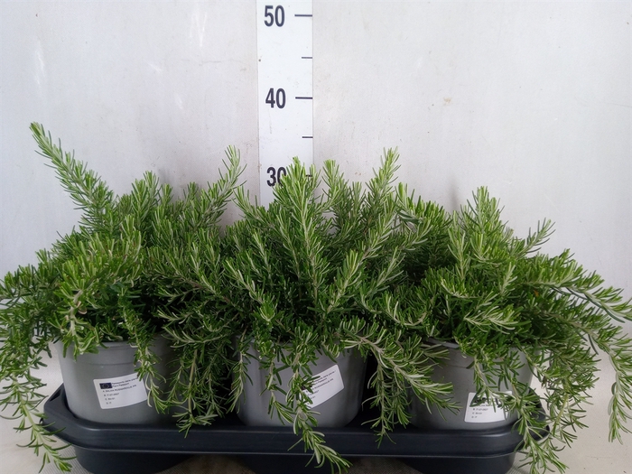 <h4>Rosmarinus officinalis 'Prostratus'</h4>
