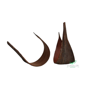 GALERO COCO MEDIUM NATUREL 10pcs