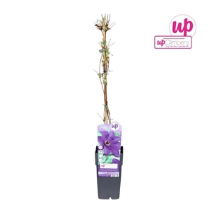 Clematis The President P15