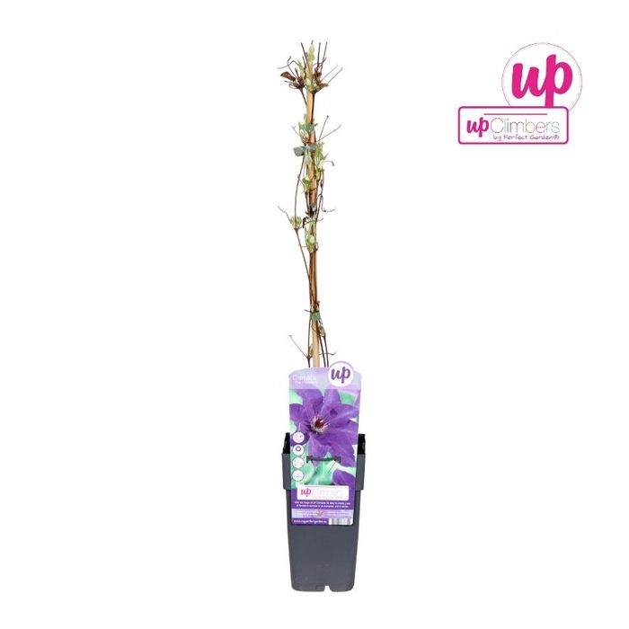 <h4>Clematis The President P15</h4>