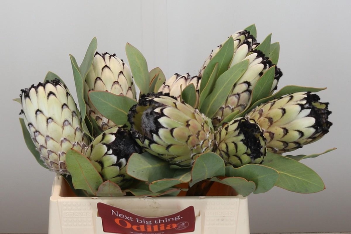 <h4>Protea Barbigera Snow Leopard</h4>