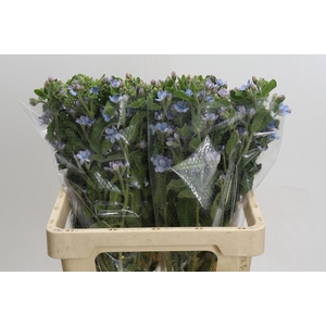 Oxypetalum Tweedia Blue