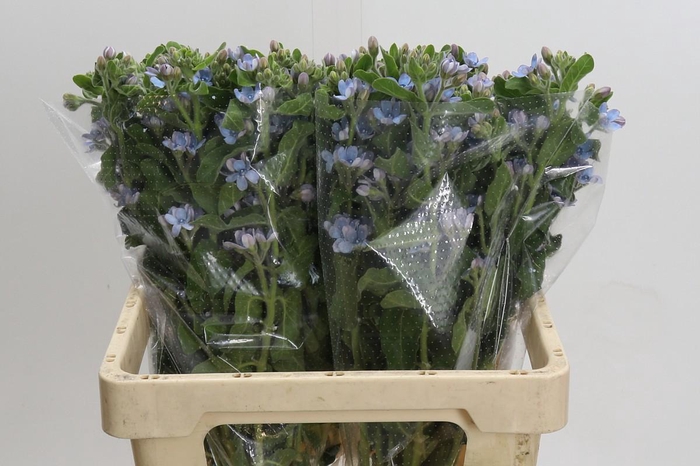 Oxypetalum Tweedia Blue