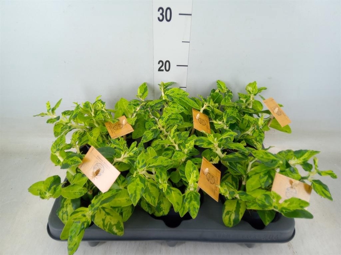 <h4>Planten   ... L%</h4>