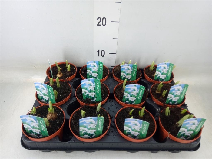 <h4>Galanthus nivalis ...in pot</h4>