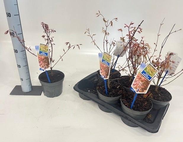 <h4>ACER PALMATUM</h4>