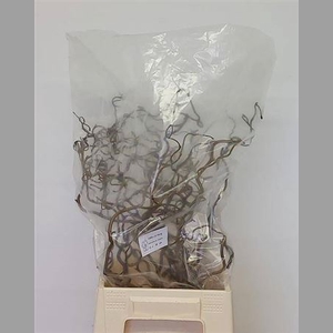 Corylus Av Contorta 50cm