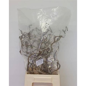 Corylus Av Contorta 50cm
