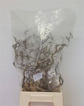 <h4>Corylus Av Contorta 50cm</h4>