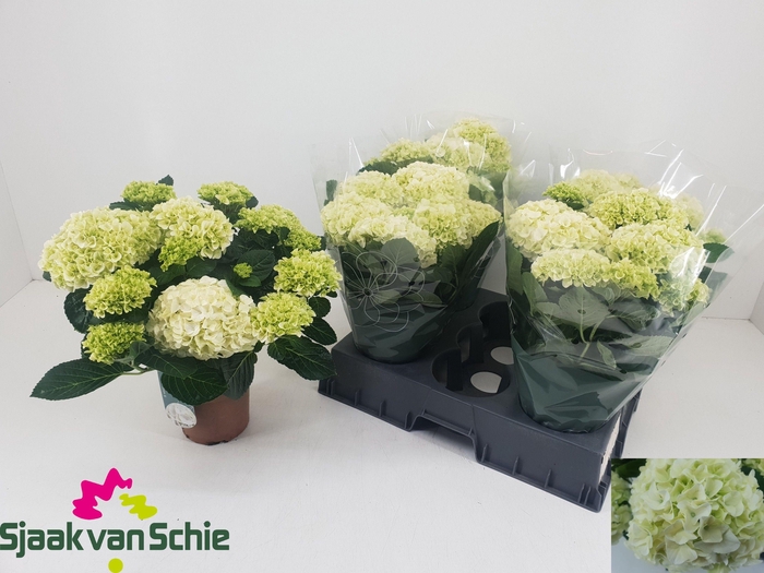 <h4>HYDR M HI ICE</h4>