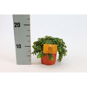 Sedum Tornado 10,5cm