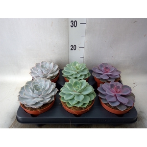 Echeveria   ...mix