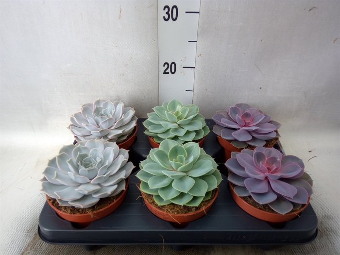 <h4>Echeveria   ...mix</h4>