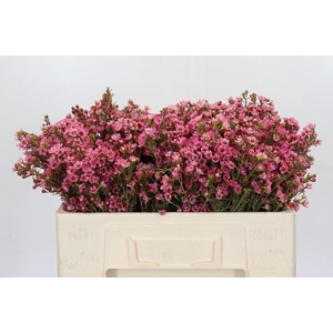 Chamelaucium Sarah's Delight