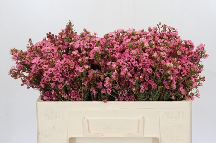 <h4>Chamelaucium Sarah's Delight</h4>