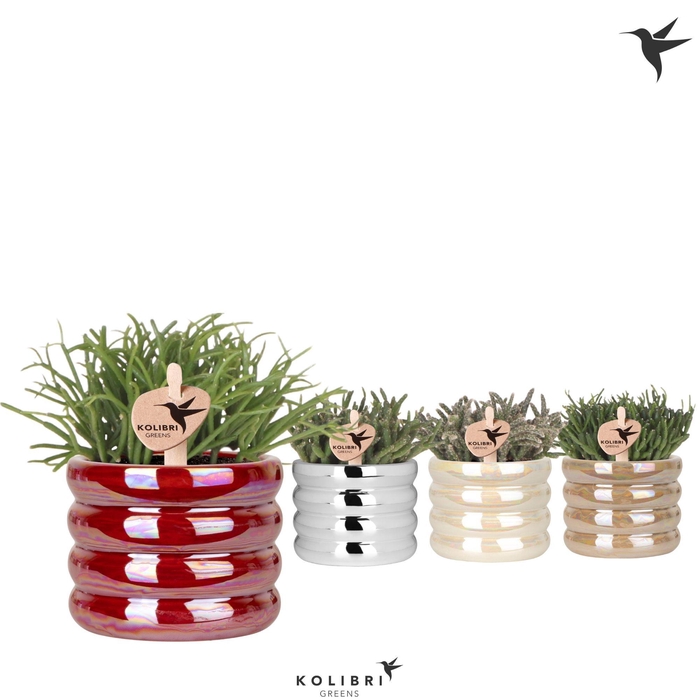 <h4>Kolibri Greens Rhipsalis mix in Glow pot mix</h4>