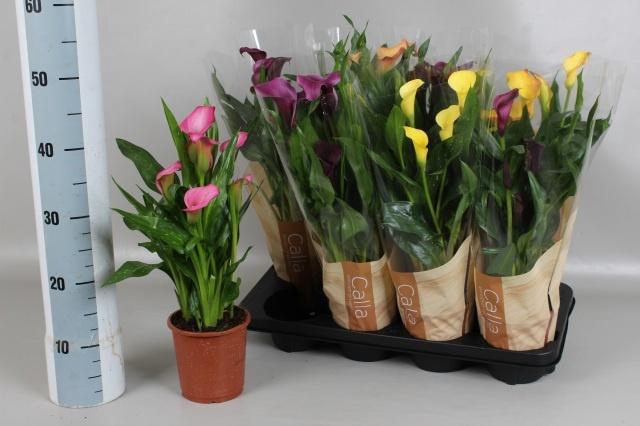 <h4>ZANT GEM 5 KL</h4>