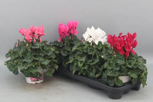 <h4>CYCL GR SUP XL</h4>