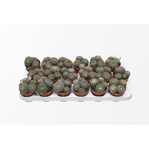 Notocactus Uebelmaniana (group)