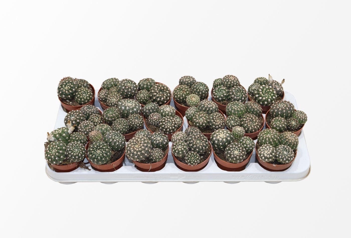 <h4>Notocactus Uebelmaniana (group)</h4>