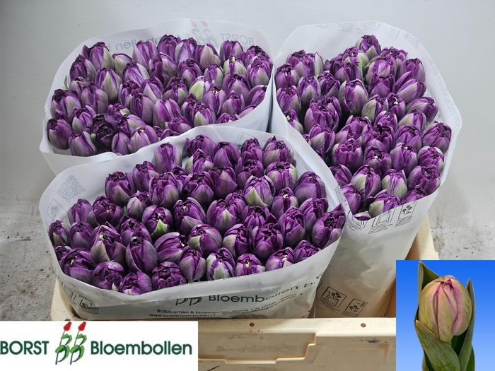 <h4>TU DU SAIGON DOUBLE</h4>