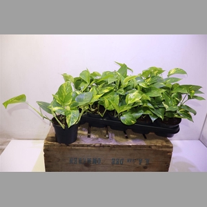 Epipr Aureum