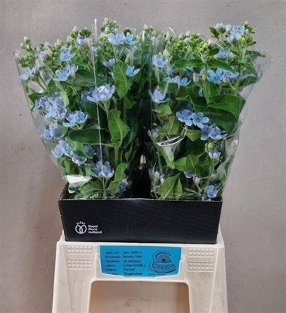 <h4>Oxy Co Tan Pure Blu</h4>