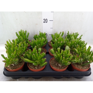 Crassula ovata 'Horn Tree'