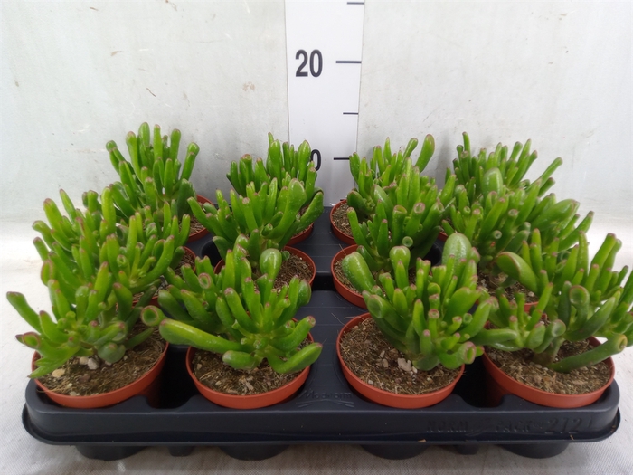 <h4>Crassula ovata 'Horn Tree'</h4>