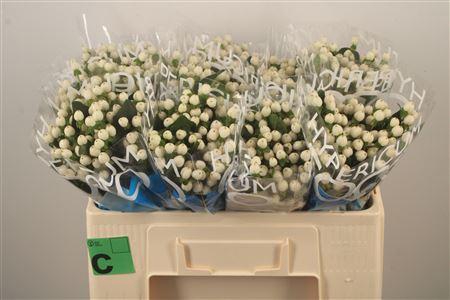 <h4>Hyp Coco Uno White</h4>